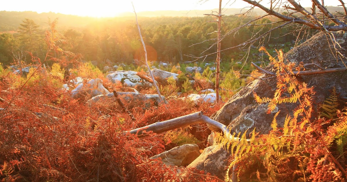 8 photographies de paysages \u00e0 l\u0026#39;heure dor\u00e9e ~ FontaineBleau Passion