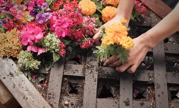 Tips for the home garden during September