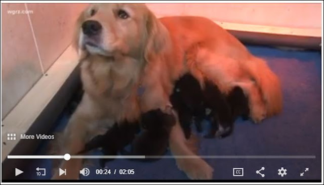 Golden retriever adopts orphaned puppies