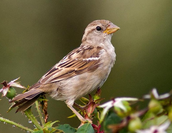 Mitos Di Balik Masuknya Burung Ke Dalam Rumah Primbon Jawa Kuno