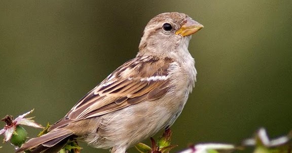 Mitos Di Balik Masuknya Burung Ke Dalam Rumah Primbon Jawa Kuno