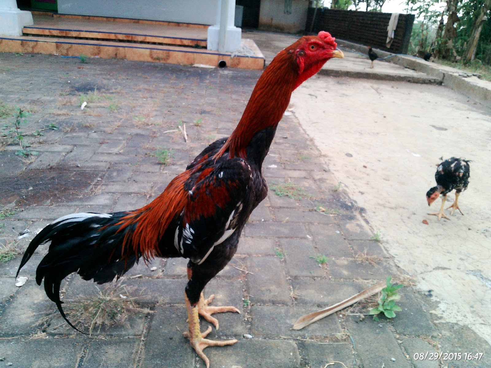 78 Gambar Ayam Umur 7 Bulan Terlihat Keren 78 Gambar Ayam Umur 7 Bulan Terlihat Keren