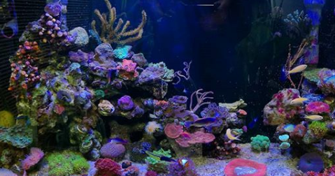 Tempat Jual Aquarium Air Laut Di Bsd Aquarium Air Laut Dan Aquascape