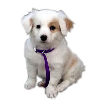 gambar gif: KISAH SI ANJING KECIL