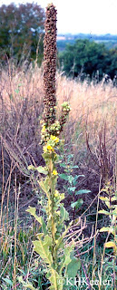 mullein, Verbascum thapsus in late summer