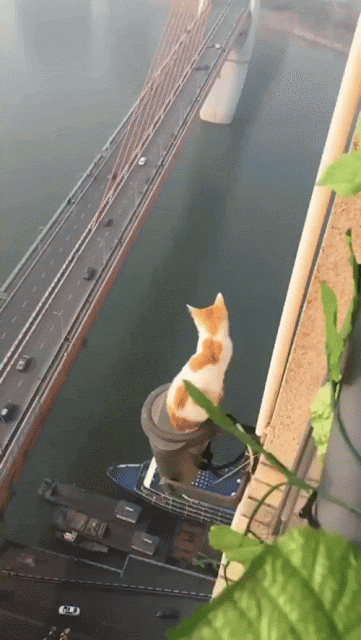 caturday.gif