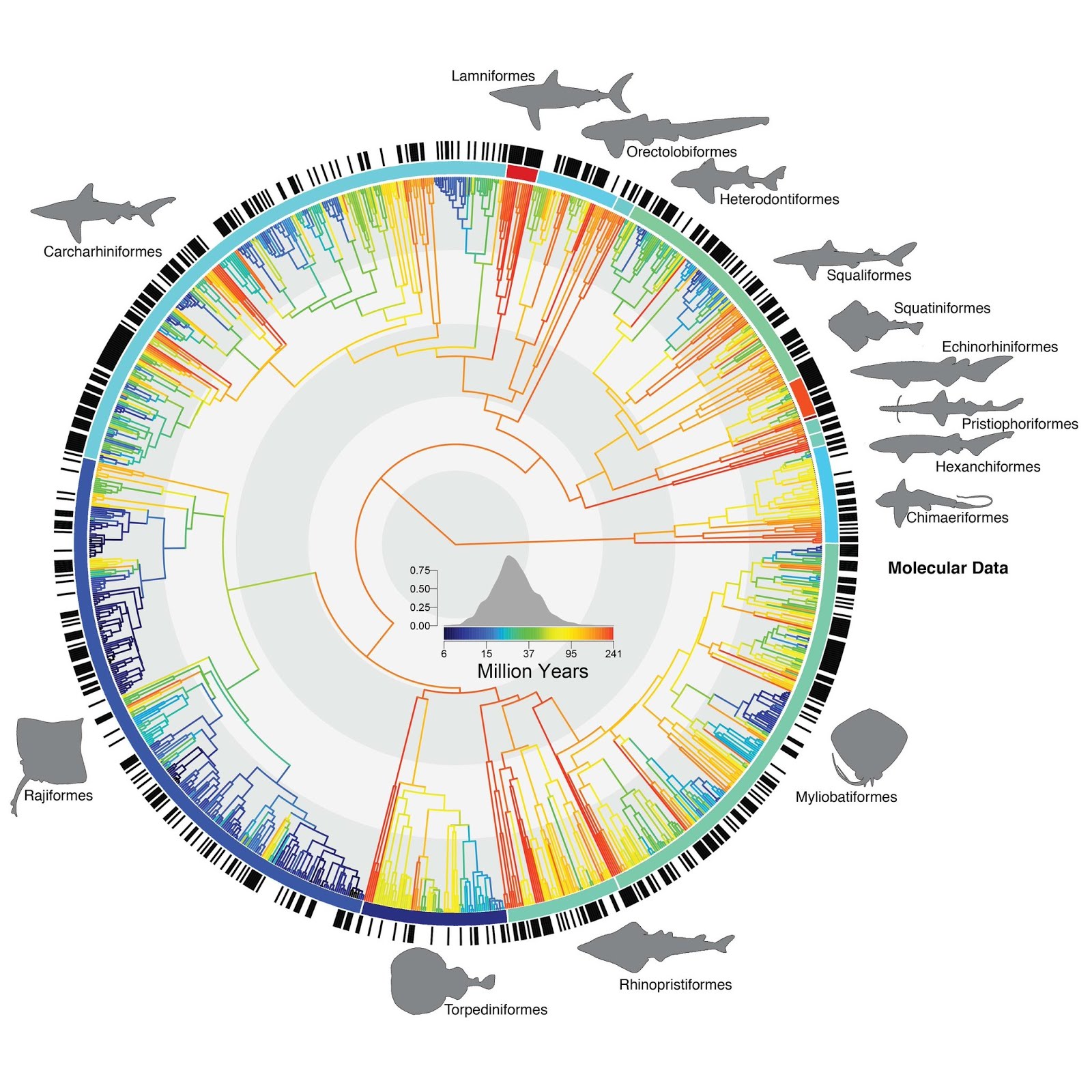 Species New to Science [Ichthyology • 2018] Conserving the Evolutionary History of Sharks, Rays