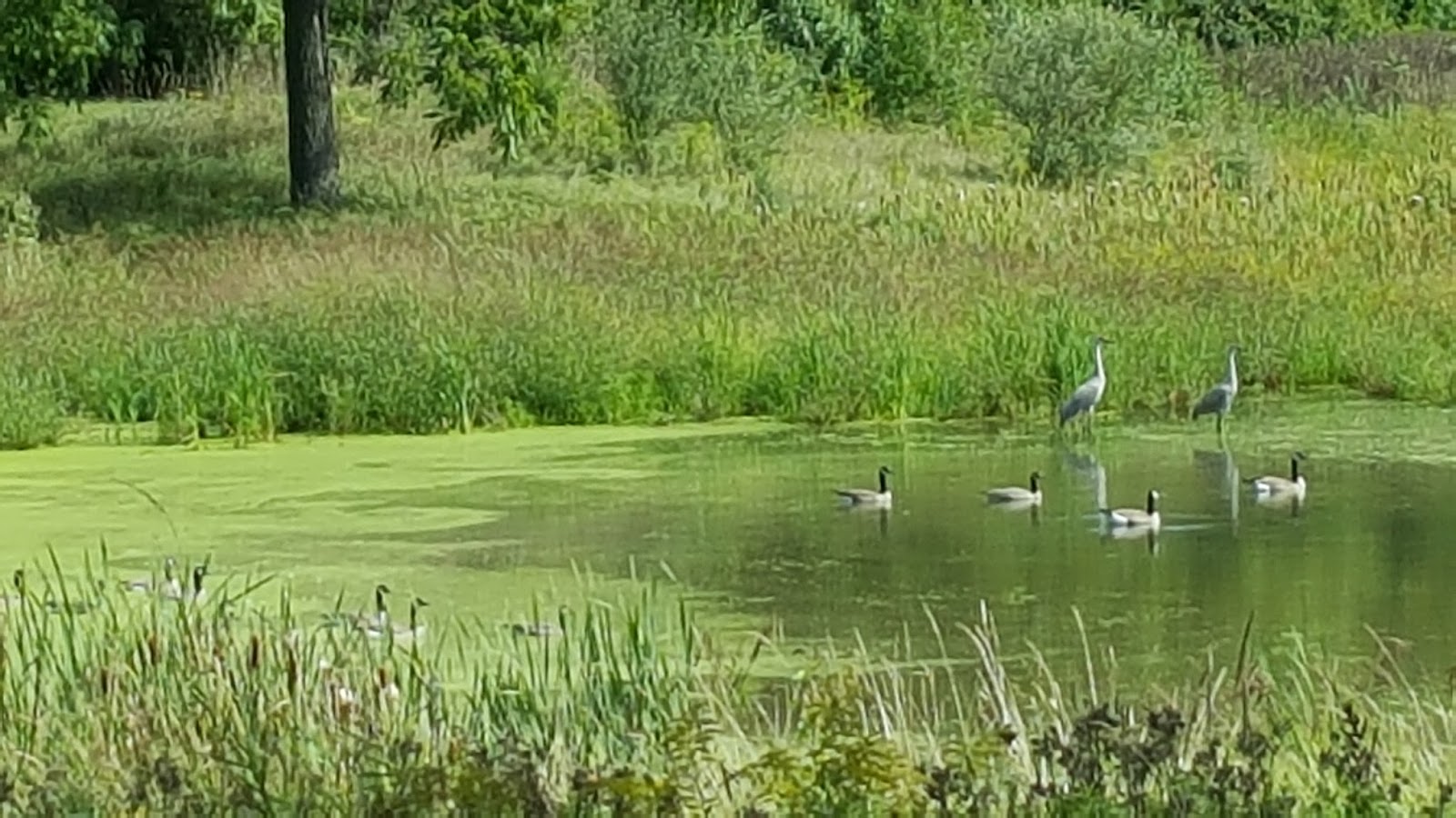 Gear Acres at Top of the Hill Another Window Installed