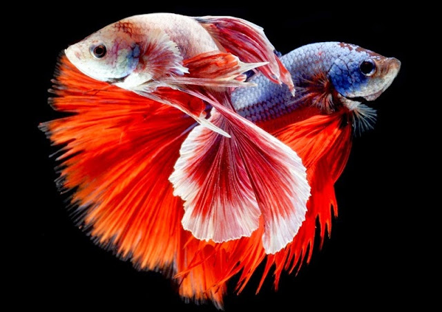Gambar Ikan Cupang - Budidaya Ikan