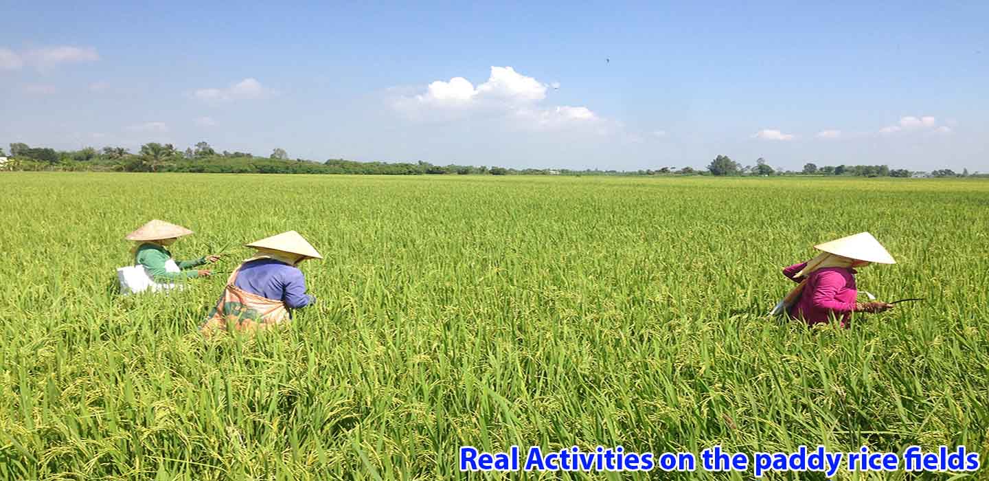 real-mekong-delta-tour-Real-Activities-on-the-paddy-rice-fields