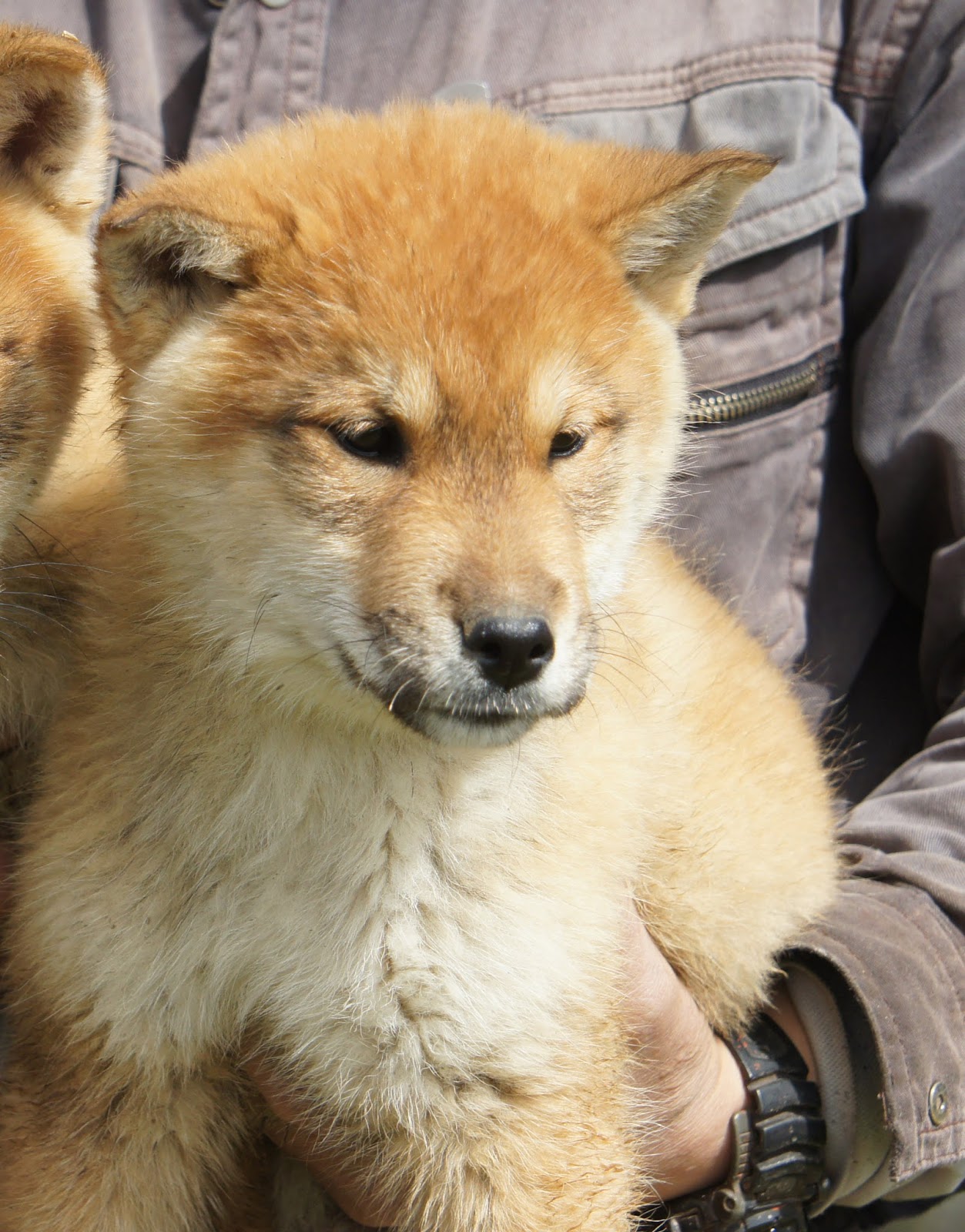 四国犬の子犬・里親募集 Shikoku Puppy Available