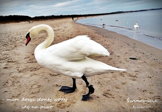 [Obrazek: lab%25C4%2599d%25C5%25BA%2Bx%2B560%252B%2Btekst.JPG]