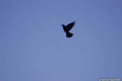 flew window today june broken fly