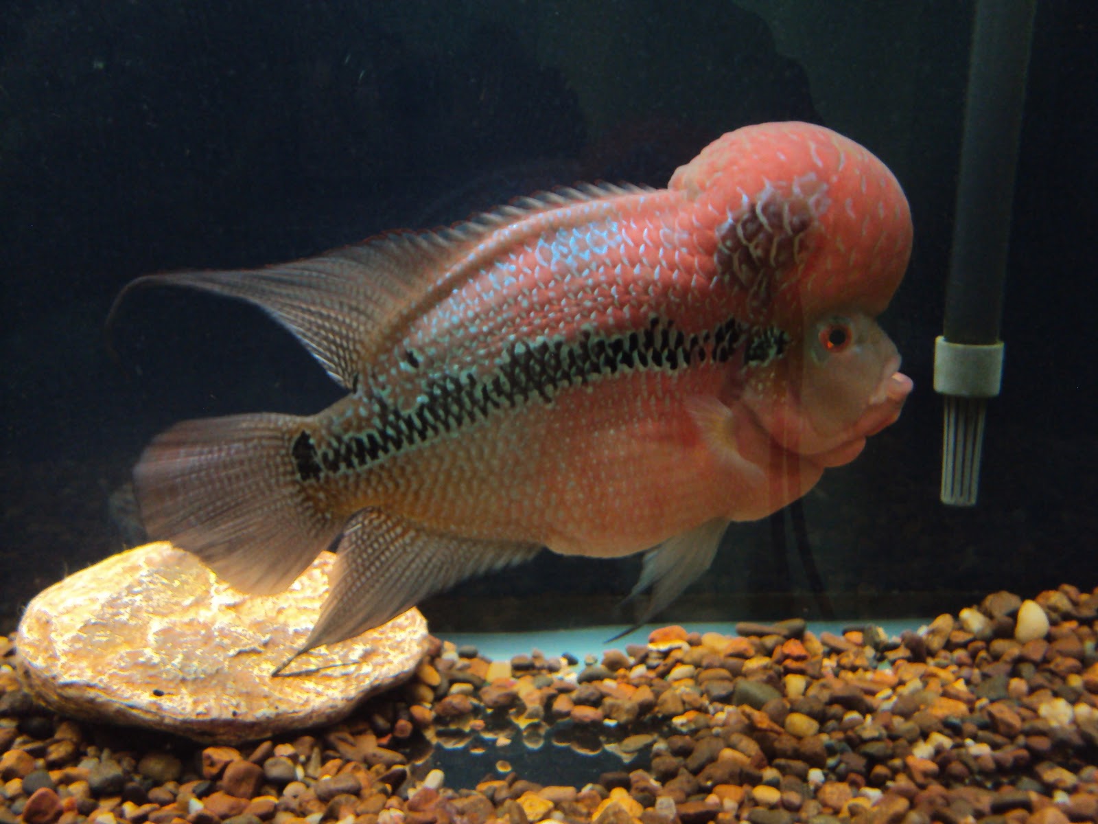 Flowerhorn The Hybrid Cichlids Red Dragon Series