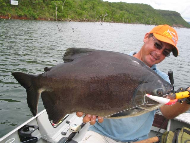 Big Fishes of the World: PACU BLACK TAMBAQUI (Colossoma ...