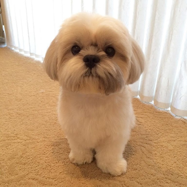 4. Shih tzu com perda de pelo