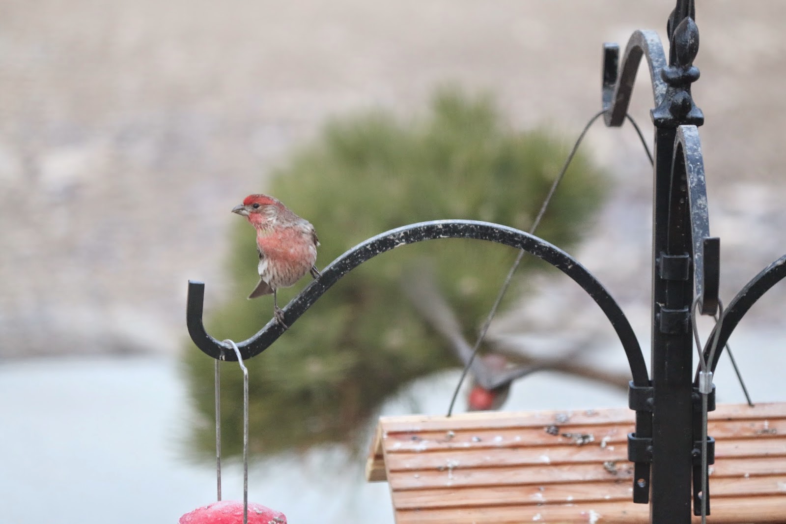 Greg Loves Comments A Bird Feeder From Grandma Raff