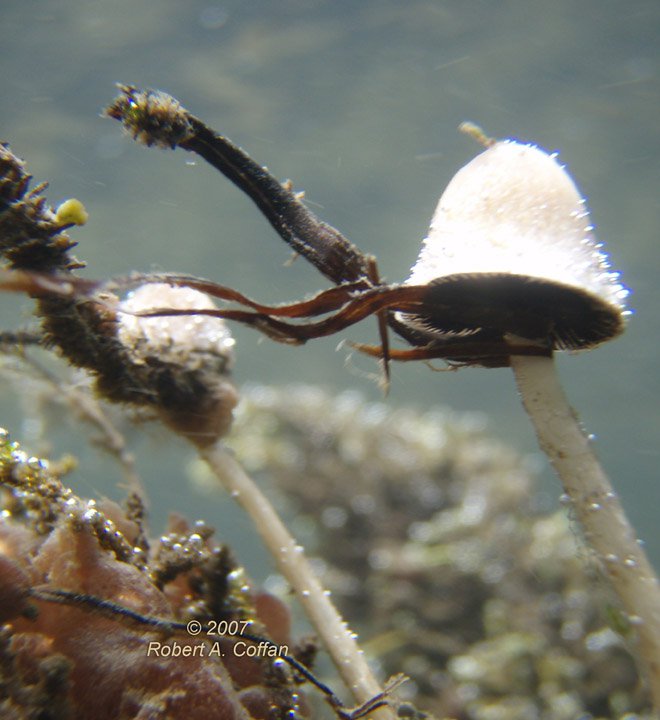 THE REINDEER EXPERIENCE DISCOVERY OF THE UNDERWATER MUSHROOMS