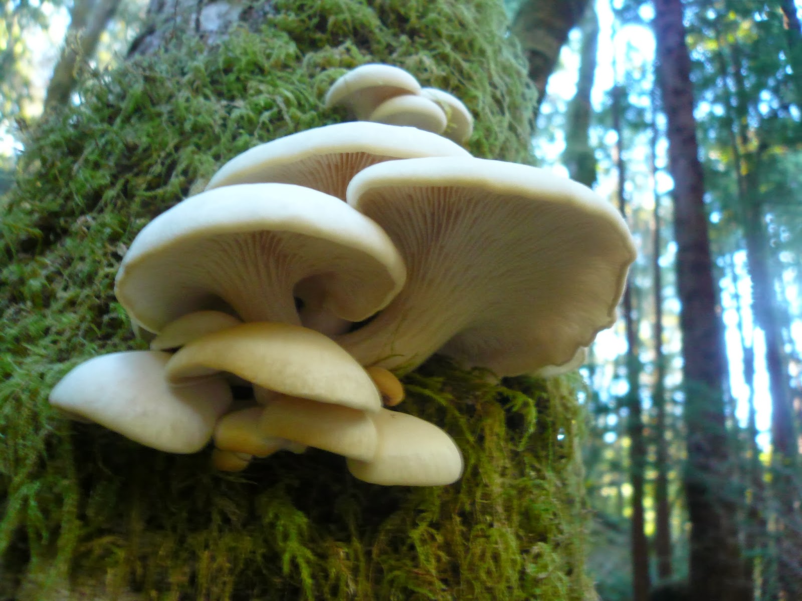 Countryman Foraging California's Wild Side The Mushrooms are Parched!