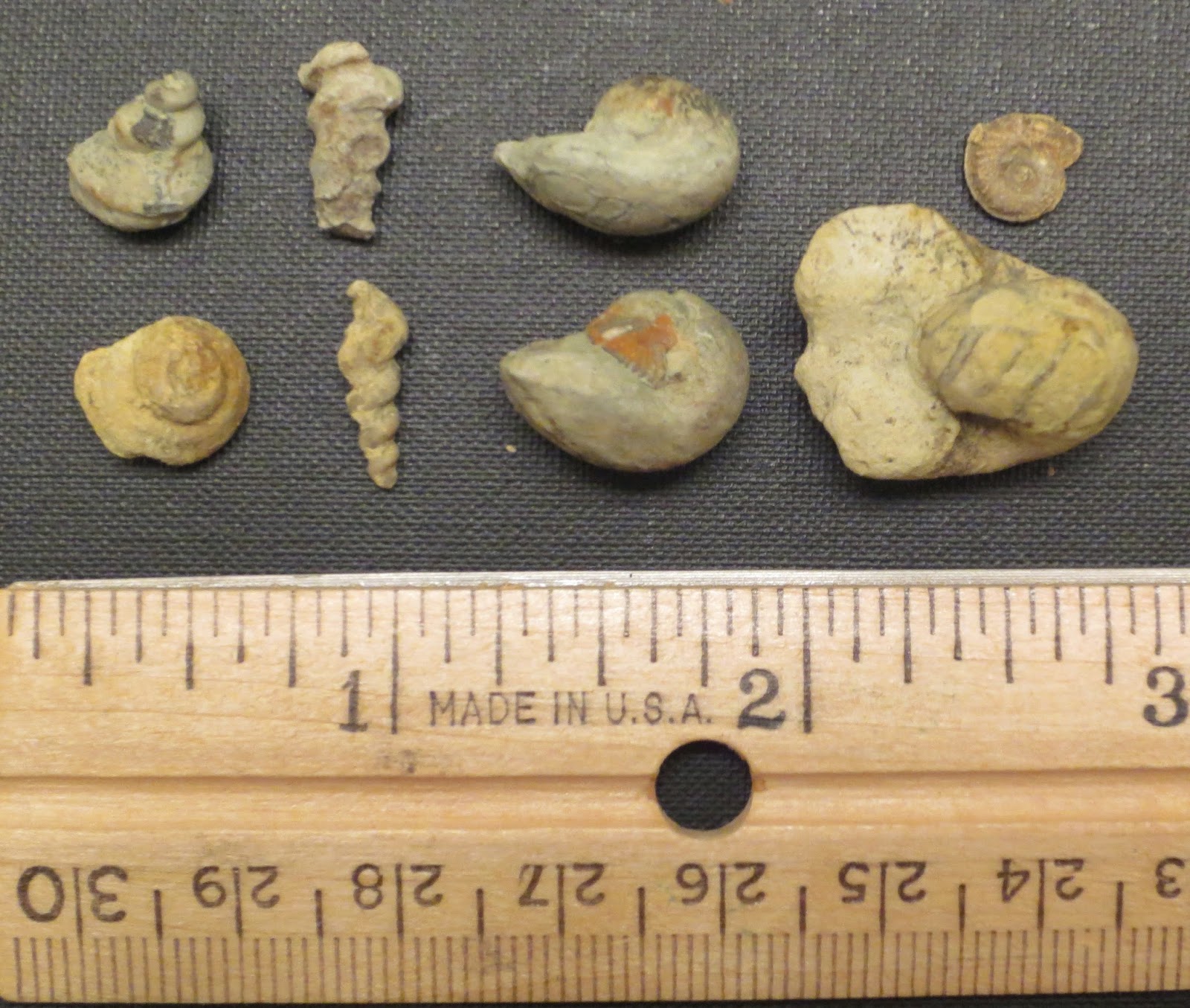 Equatorial Minnesota Snails (and notsnails?)