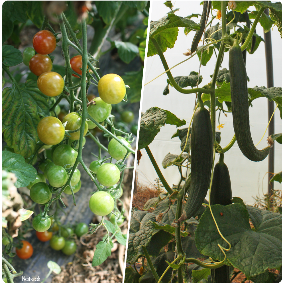 tomates cerise et concombres  de  la ferme de Servigny