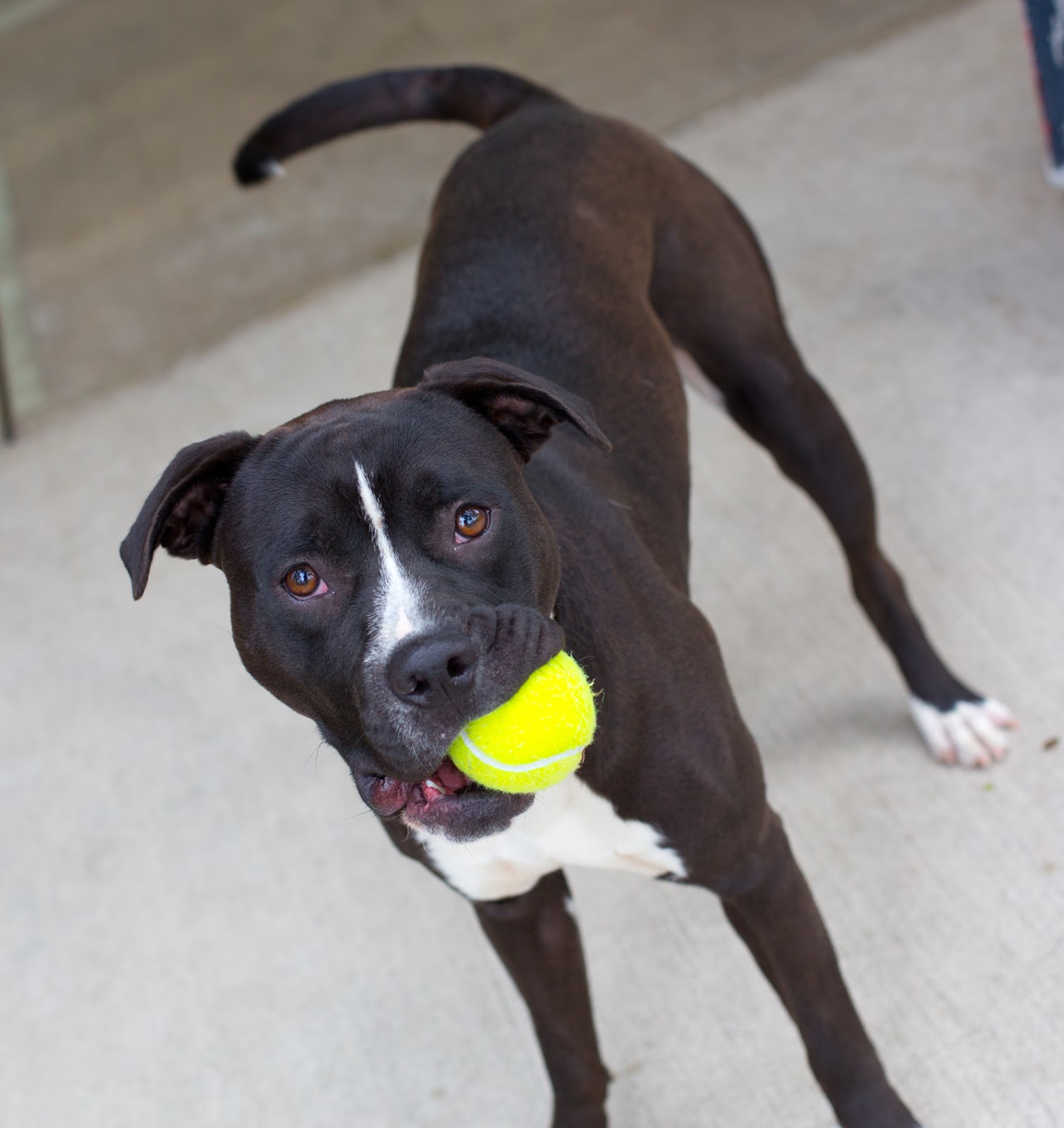 Shelter Dogs of Portland "TWIN and GYM " 10 month old Pitbull/Border Collie mix pups! on the