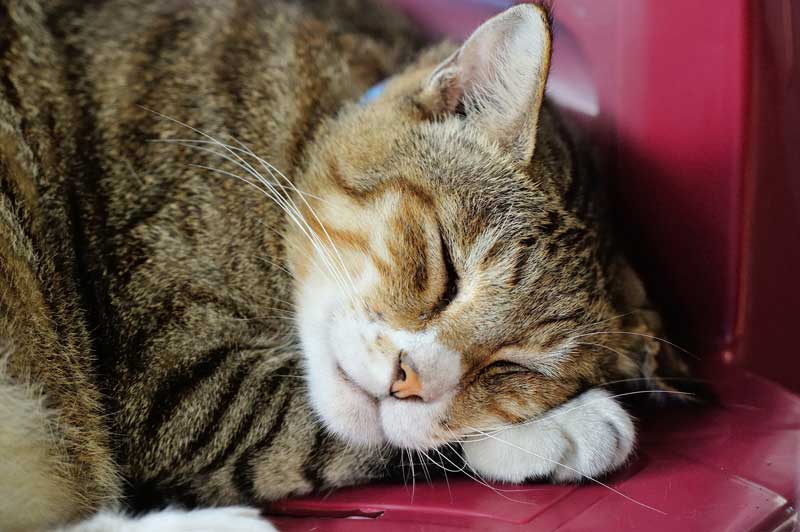 Education about Cats may Reduce Feline Behaviour Problems
