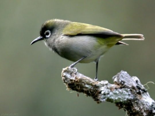 Oiseau Lunette Vert