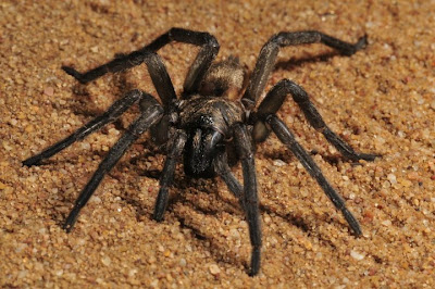 trapdoor spider predators youtube trapdoor spider predators youtube