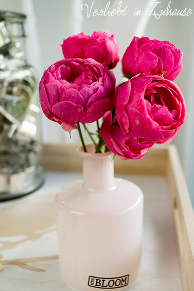 Rosen in rosa Vase Toulouse von Mrs. Bloom