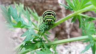Papilio (Papilio) machaon caterpillar IMG-20170702-174724