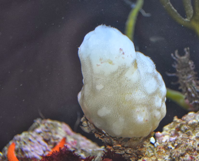 ZOOTOGRAFIANDO (6.100 ANIMALS): PIÑA DE MAR / WHITE SEA SQUIRT ...