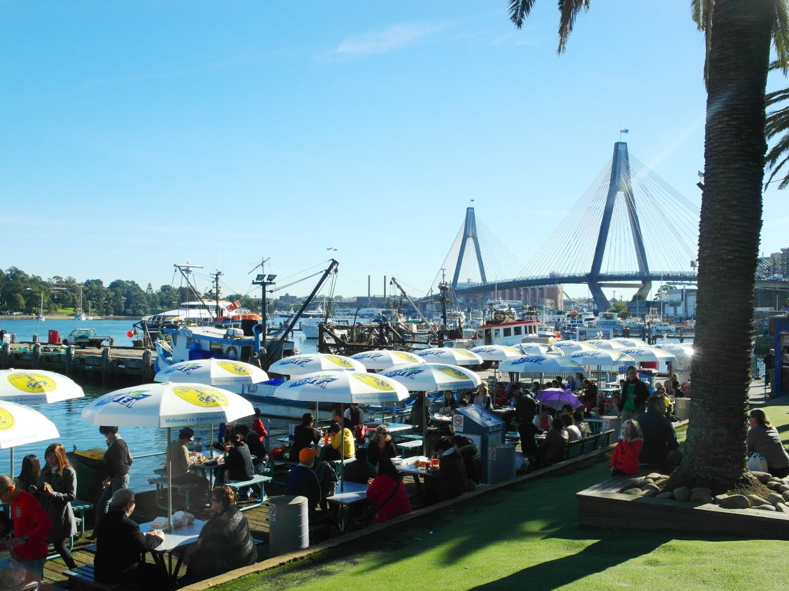 polyphagia ♣ fish market cafe, pyrmont
