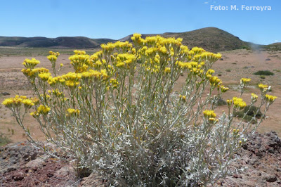 flora de la estepa Charcao