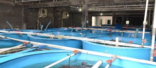 Teknik Budidaya Sidat Secara Tradisional Hemat Biaya untung Besar