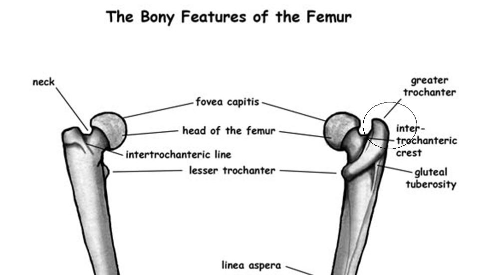 Femur перевод. Greater trochanter. Lower limb bones. Femur. Femur латынь.