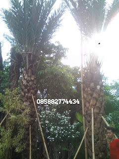 Jual pohon kurma,pohon palm korma berbuah dengan harga murah, jasa penanaman pohon kurma berpengalaman, harga pohon kurma murah 2016
