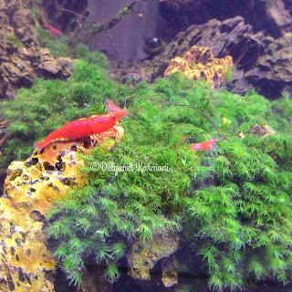 red shrimp