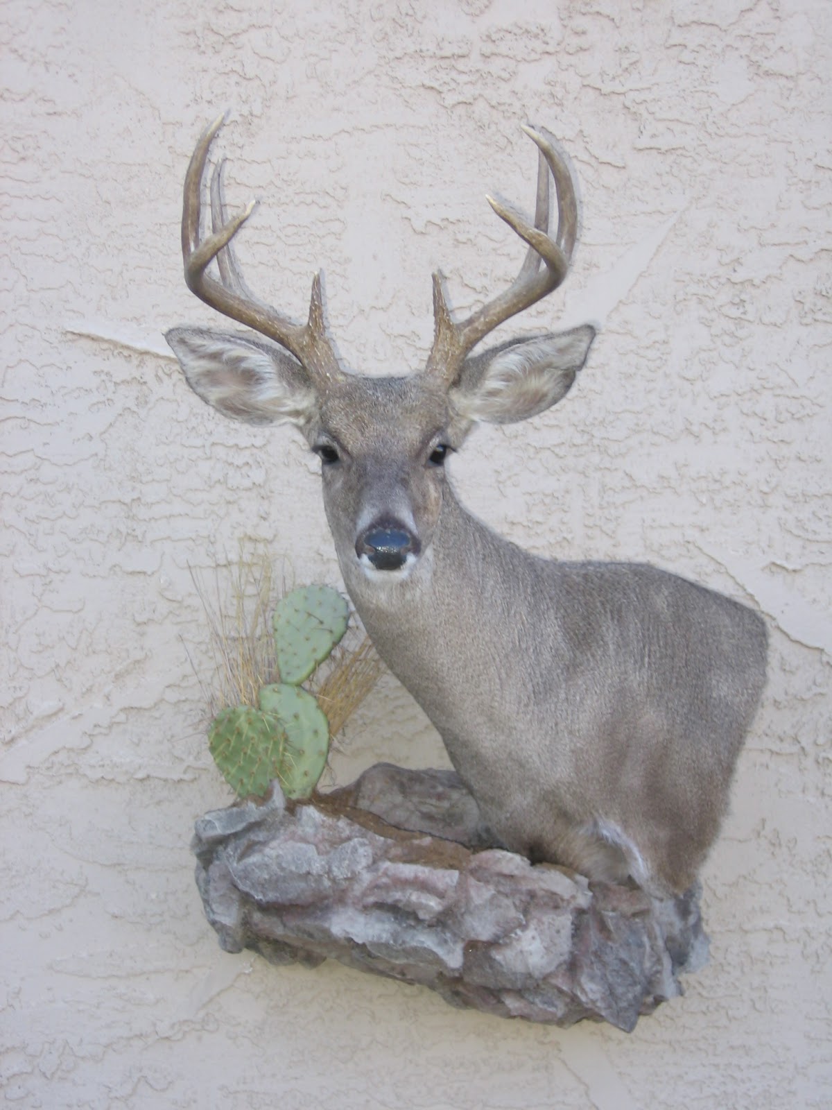 Game Trail Taxidermy January 2013