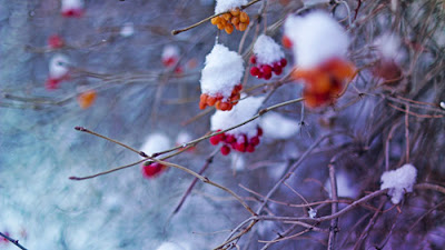 Top con giáp đón vận may liên tiếp mùa Giáng sinh 4 12%2Bcon%2Bgiap%2Bmua%2Bgiang%2Bsinh