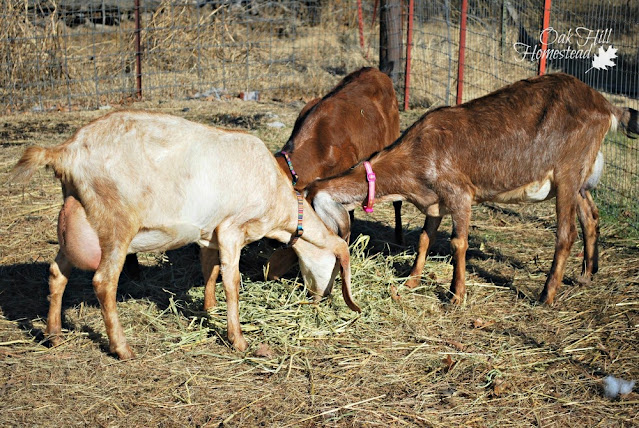 Pregnant dairy goats