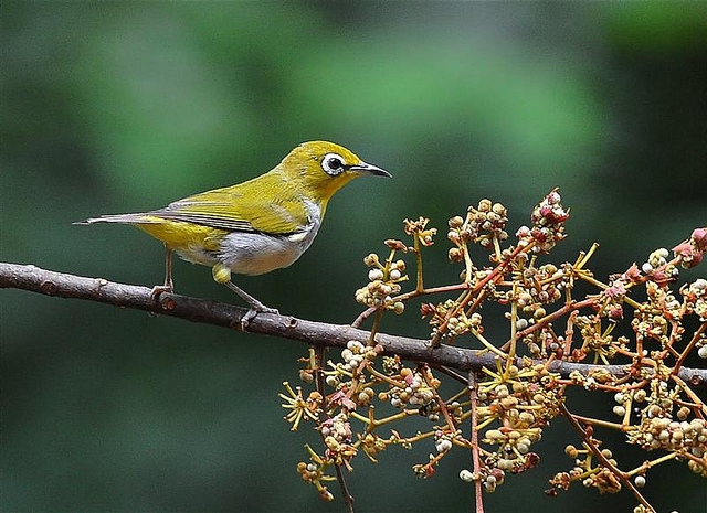 Gambar Burung Pleci 2 | Burung Kicau Terbaik