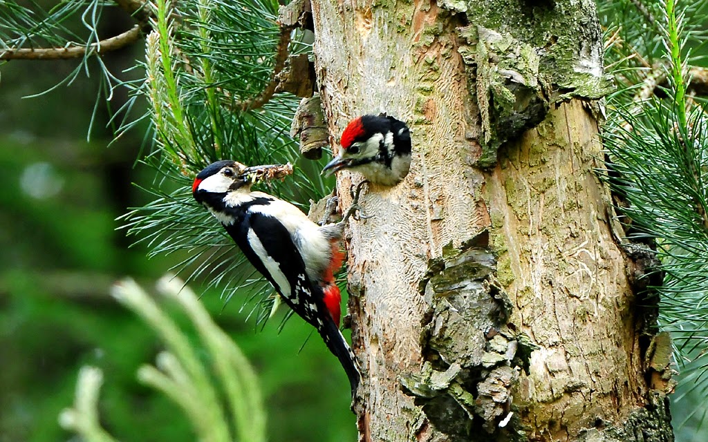 Kleine Bonte Specht Mannetje Vrouwtje