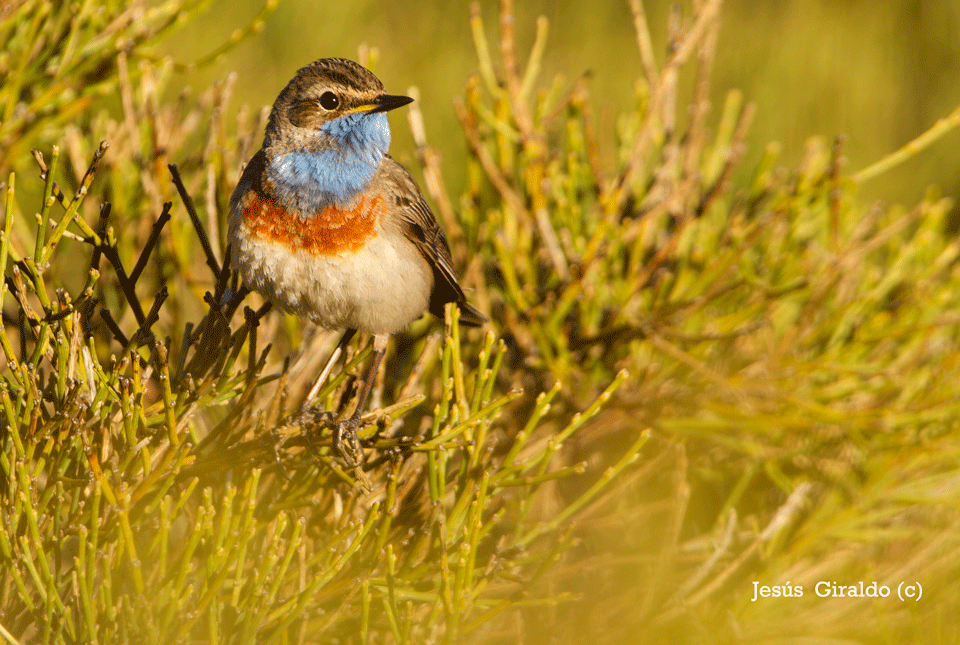 Pechiazul (luscinea svecica)