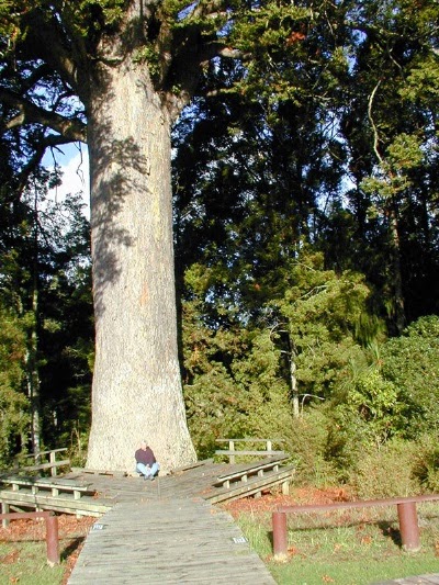 The huge McKinney Kauri tree