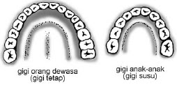 Fungsi Organ Tubuh Manusia dan  Hewan  Pelajaran IPA SD MI 