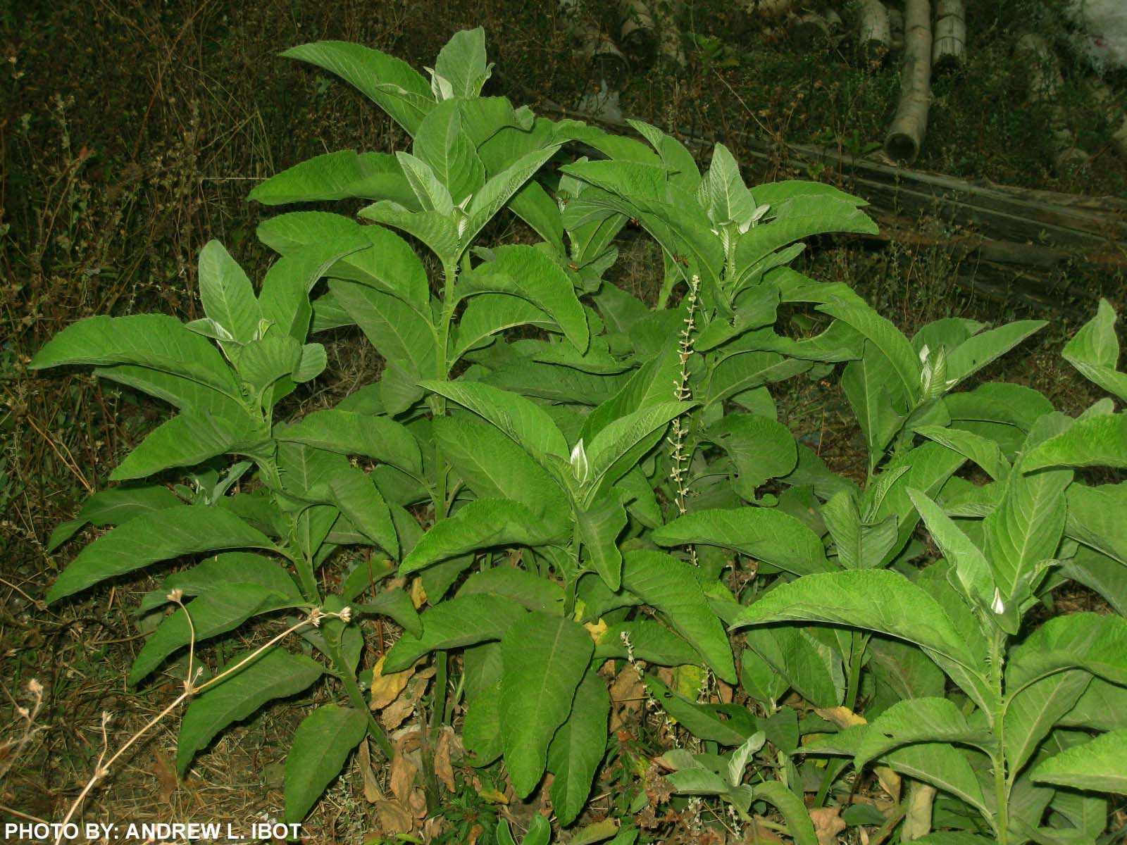 Ako si ANDREW IBOT! Sambong Halamang Gamot / Herbal Medicine