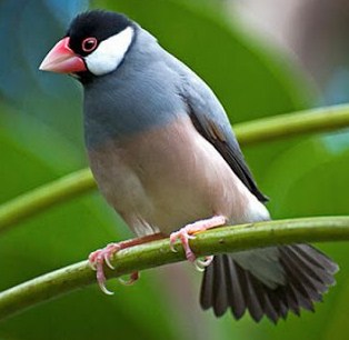 Mengenal Dekat Jenis Burung Gelatik Jawa Kicau Mania
