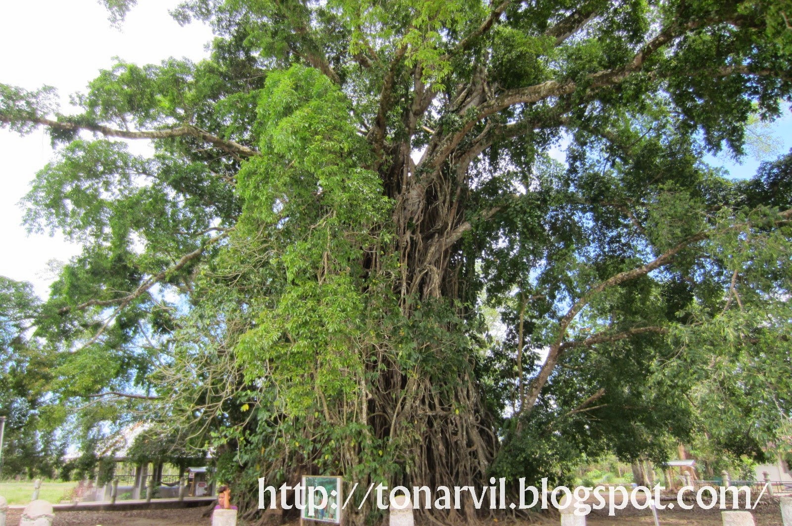 The Outgoing Navigator: Aurora's Balete Tree: The Spooky Encounter