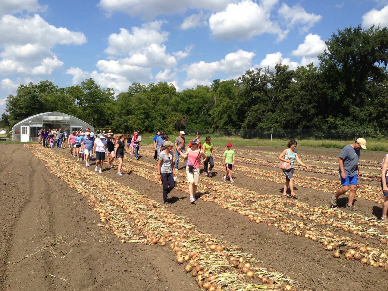 Tempel Farms Organics CSA Week 11!